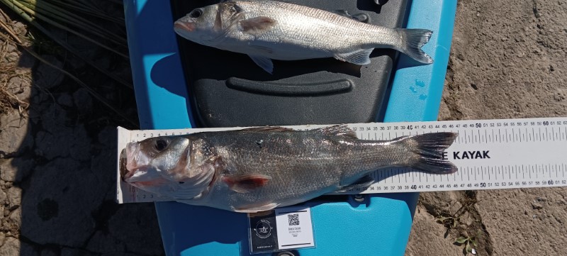Fish Measure Picture